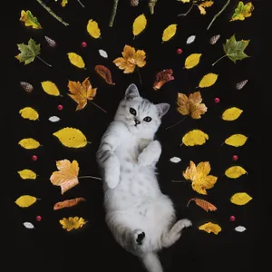 White Cat Cute Girly Ipad Wallpaper