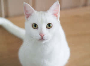 White Catwith Green Eyes Wallpaper