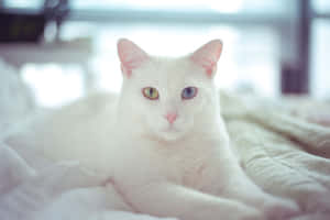 White Catwith Heterochromia Wallpaper