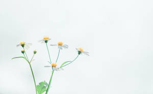 White Chamomile Flowers Wallpaper