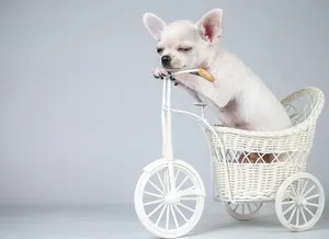 White Chihuahua Dog Bike Photoshoot Wallpaper