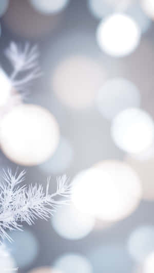 White Christmas Bokeh Background Wallpaper