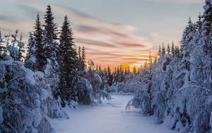 White Christmas Magical Morning Glory Wallpaper