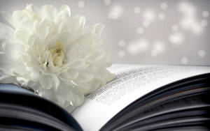 White Chrysanthemum Book Close-up Wallpaper