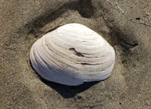 White Clam Shellon Sand Wallpaper