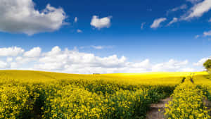 White Clouds Green Field Wallpaper