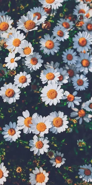 White Common Chamomile Flowers Wallpaper