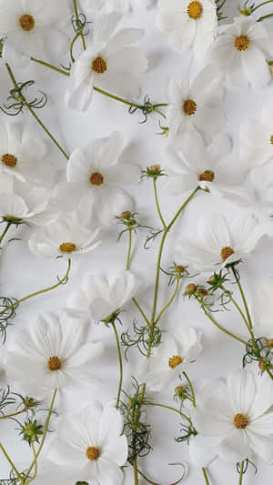 White_ Cosmos_ Blossoms_ Background Wallpaper