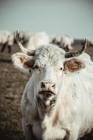 White Cow With Horns Wallpaper