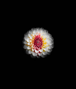 White Dahlia Wallpaper