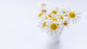 White Daisies Elegant Simplicity Wallpaper