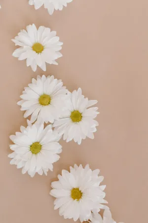 White Daisies On A Beige Background Wallpaper