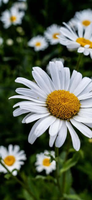 White Daisies With Yellow Centers In A Field Wallpaper