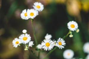 White Daisy Aesthetic Flower Wallpaper