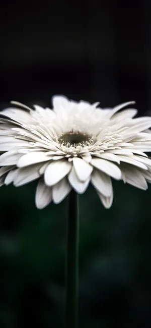 White Daisy Aesthetic Iphone 11 Wallpaper