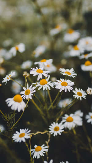 White Daisy In A Navy Blue Background Wallpaper