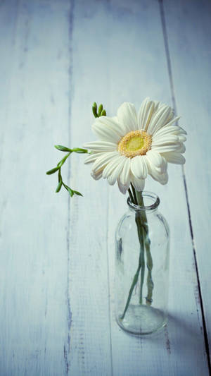 White Daisy Iphone In A Bottle Wallpaper