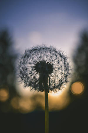 White Dandelion Android Phone Wallpaper