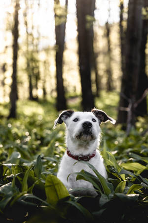 White Dog Awesome Animal Wallpaper