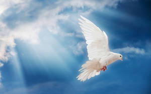 White Dove And Sun Rays Wallpaper