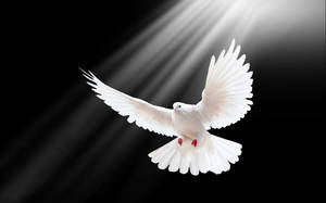 White Dove In-flight Wallpaper