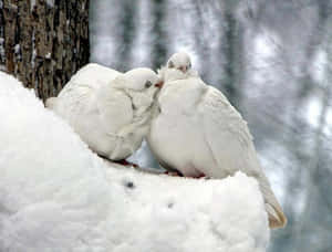 White Dovesin Snow Wallpaper