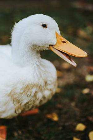 White Duck Bill Wallpaper