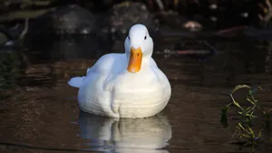White Duck Floating Front View Wallpaper