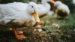 White Duck Focus Wallpaper