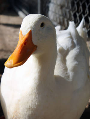 White Duck Front View Close-up Wallpaper