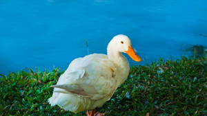 White Duck In Blue Water Wallpaper