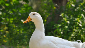 White Duck In Focus Wallpaper