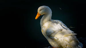 White Duck In Sun Shade Wallpaper