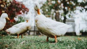 White Duck Scratching Wallpaper