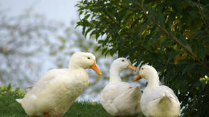 White Duck Trio Wallpaper