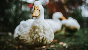 White Ducks In Mud Wallpaper