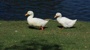 White Ducks In The Lake Wallpaper