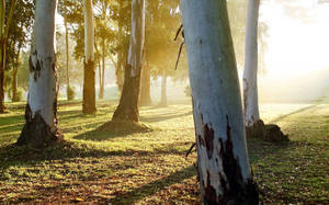 White Eucalyptus Trunk Wallpaper