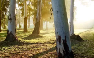 White Eucalyptus Trunk Wallpaper