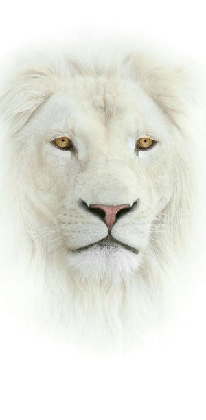 White Face Lion Iphone Wallpaper