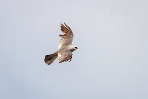 White Falcon Soaring In The Sky Wallpaper