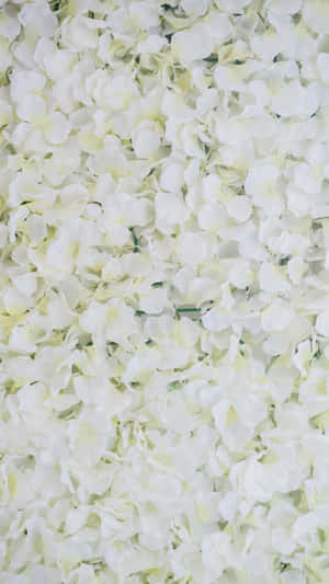 White Floral Backdrop Wallpaper