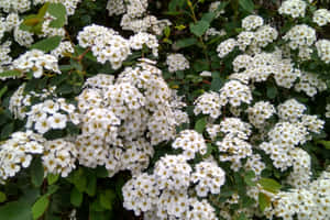 White Floral Blooms Cluster.jpg Wallpaper