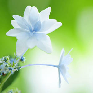 White Flower Arabian Jasmine Wallpaper