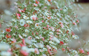 White Flower Bush Wallpaper