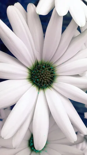 White Flower Common Daisy Wallpaper