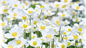 White Flower Garden Wallpaper