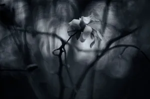 White Flower In Obscure Forest Wallpaper