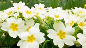 White Flower Primrose Wallpaper