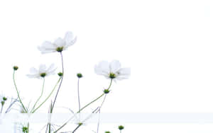 White Flowers In A Vase Wallpaper